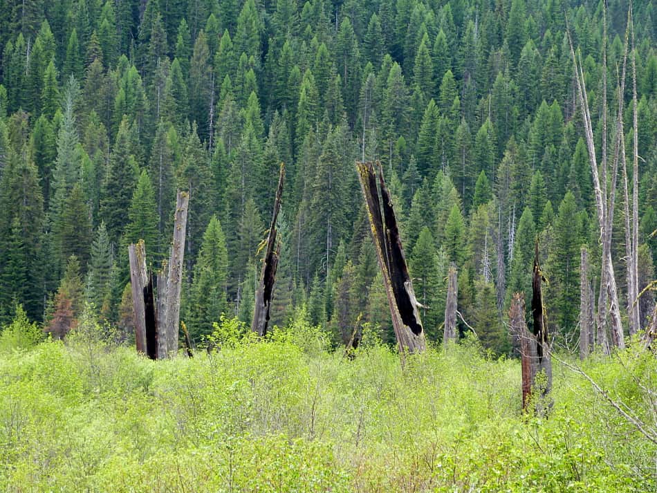 St. Joe Ranger District