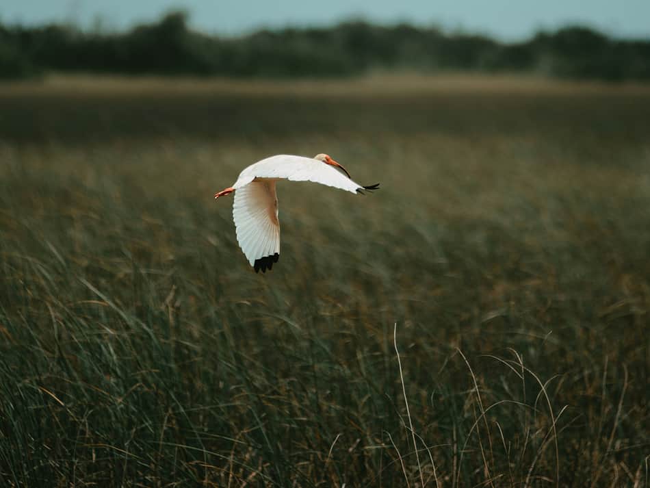 Cover photo for Everglades National Park