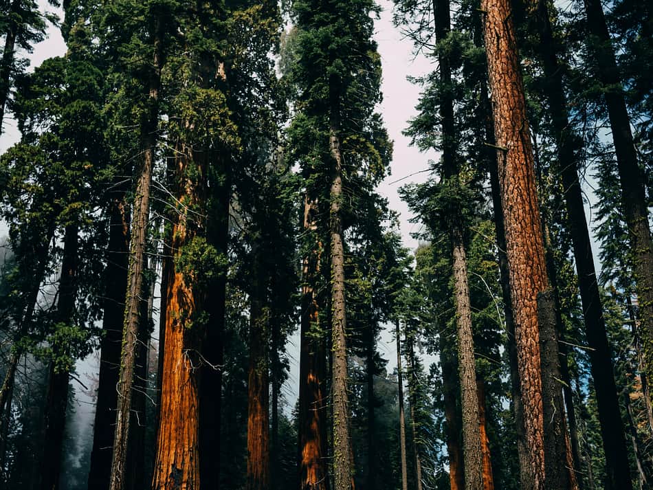Cover photo for Sequoia National Park