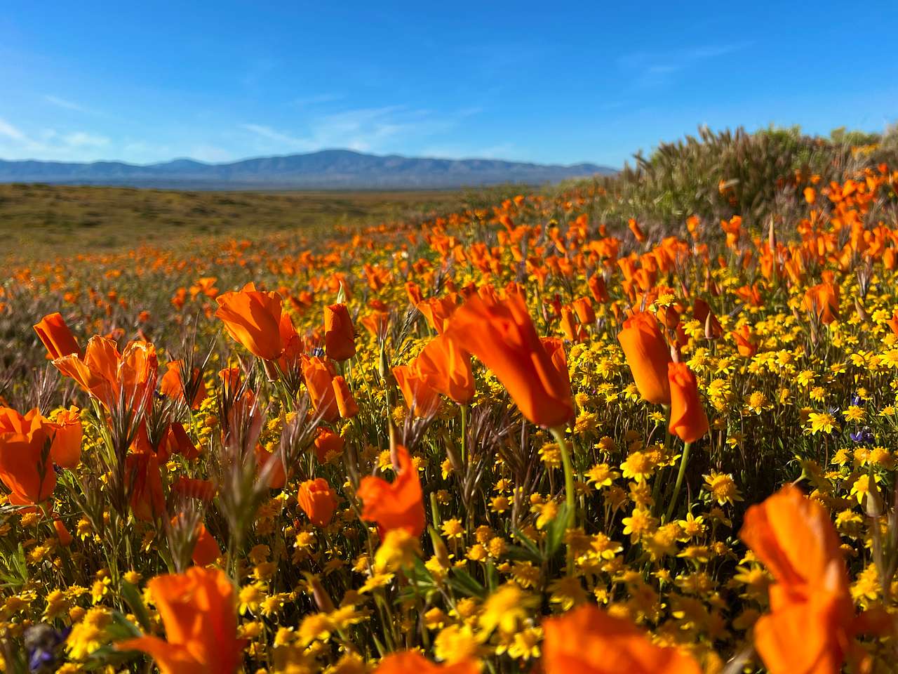 California Poppy & Wildflower Field, listing photo