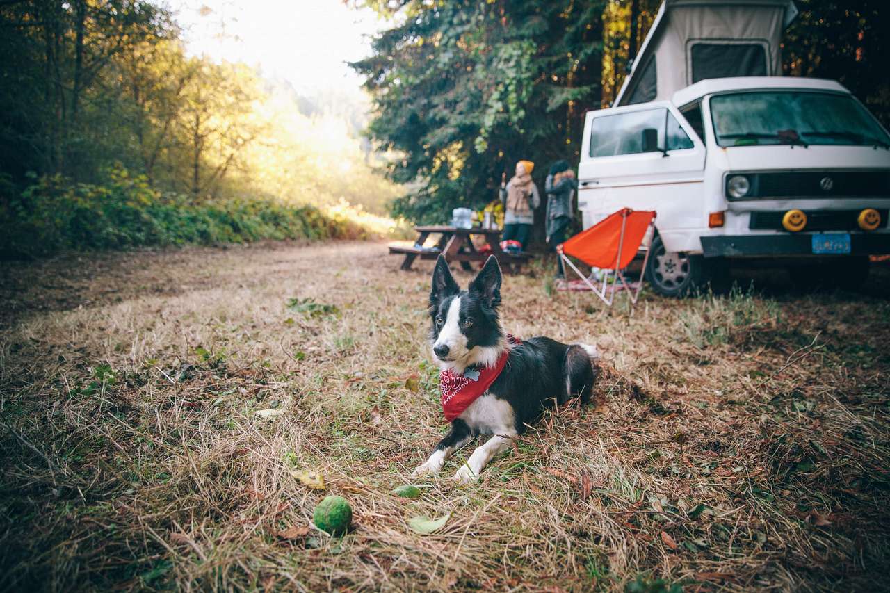 View pets photos of Salmon Creek Ranch