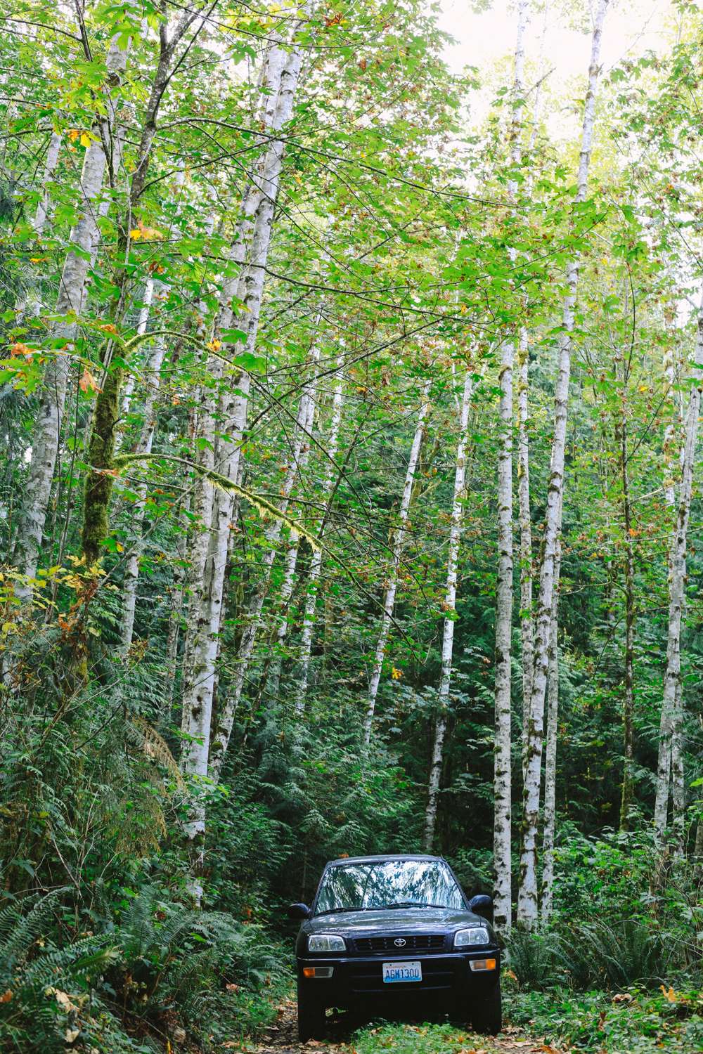 The birch forest is gorgeous on the drive back up to the Highway.
