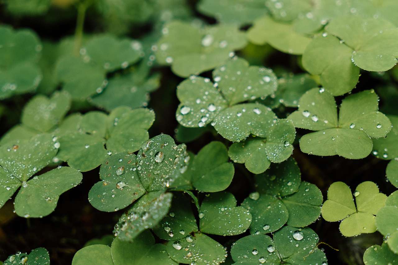 Clovers everywhere