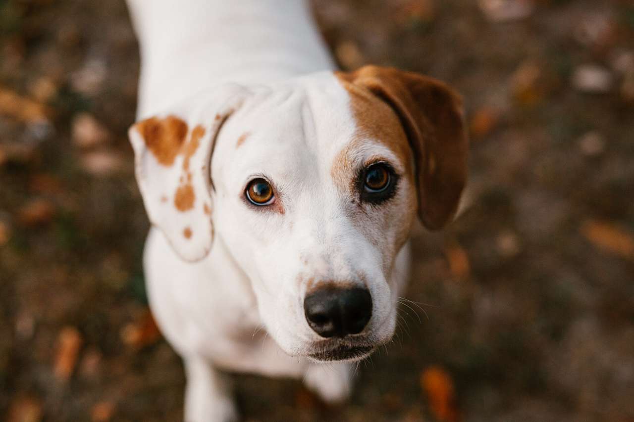View pets photos of Hummingbird Hollow Outdoors
