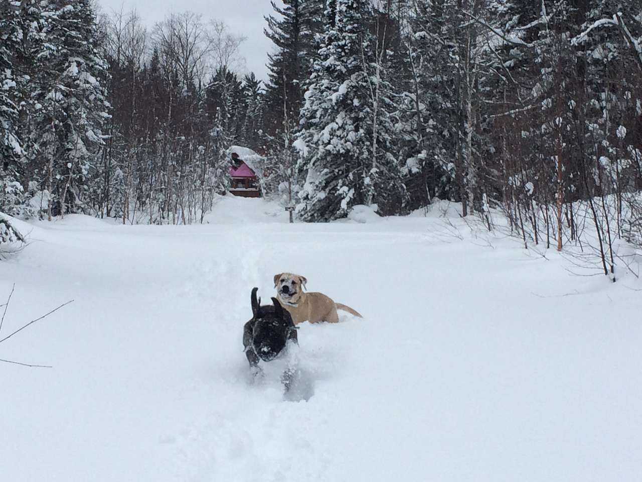 Get your snowshoes on . . . it gets deep up here!