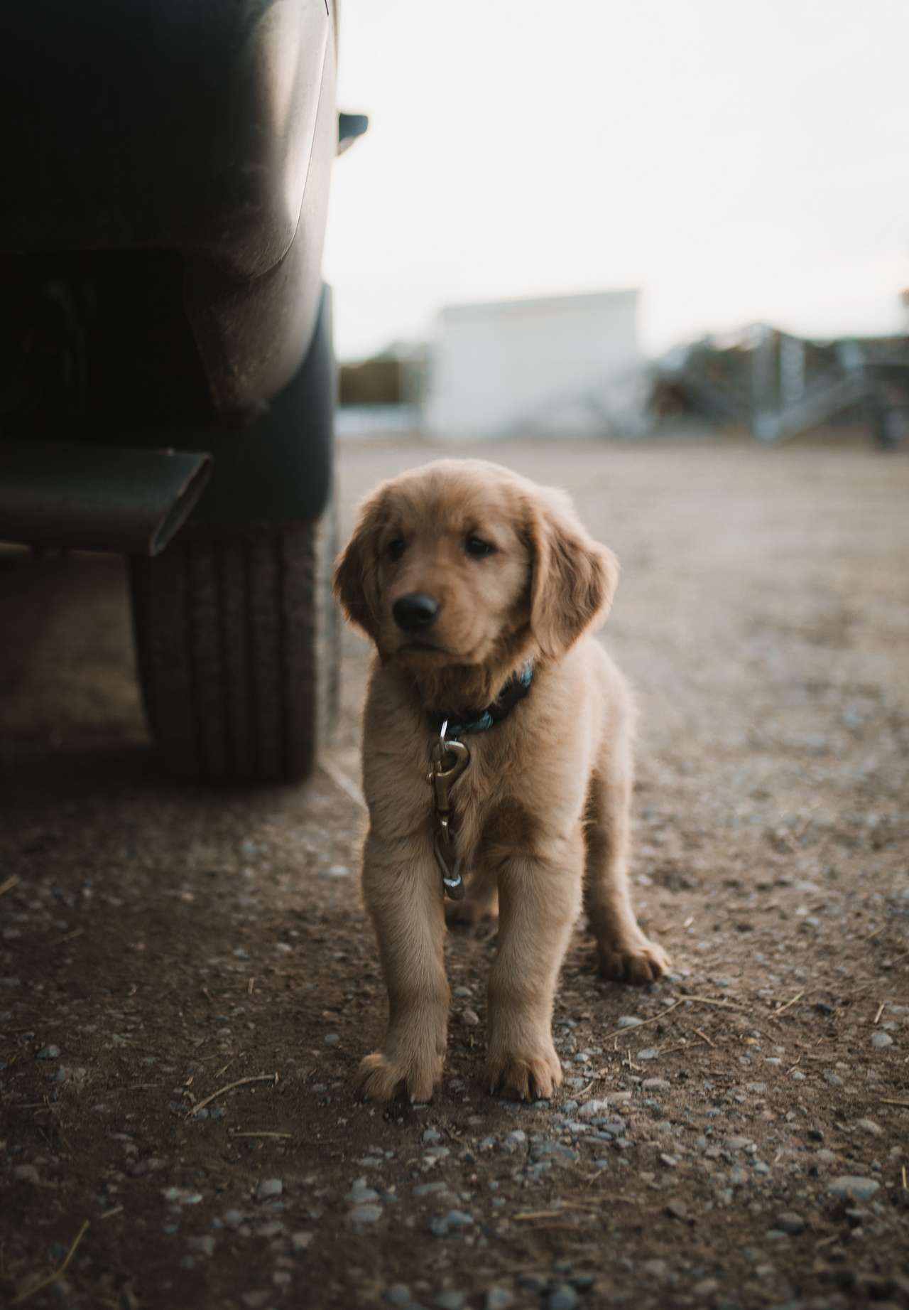 View pets photos of Stephens Ranch