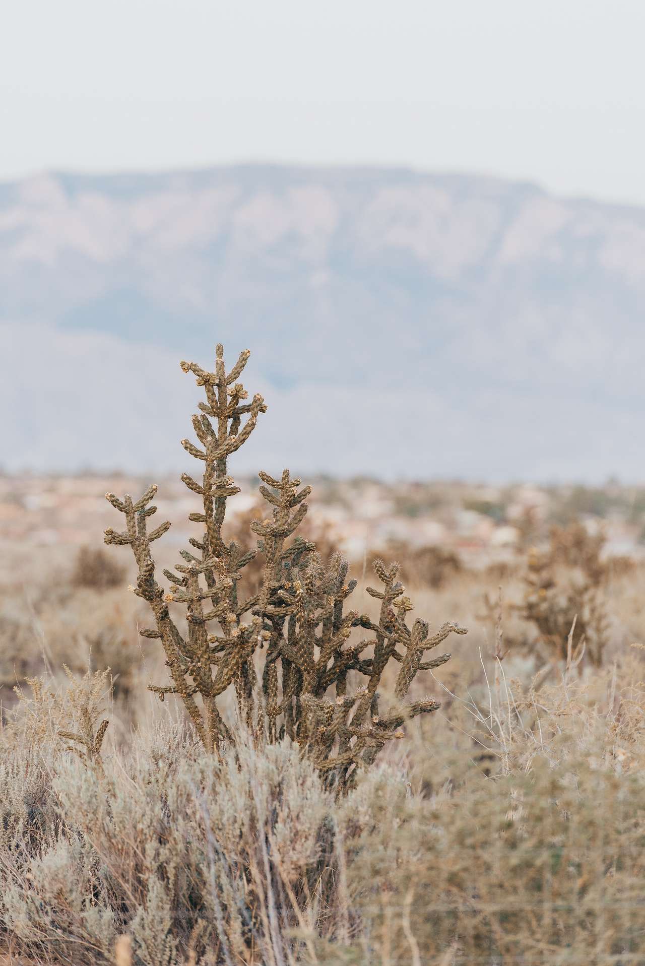 Cholla cacti dot the desert landscape here.