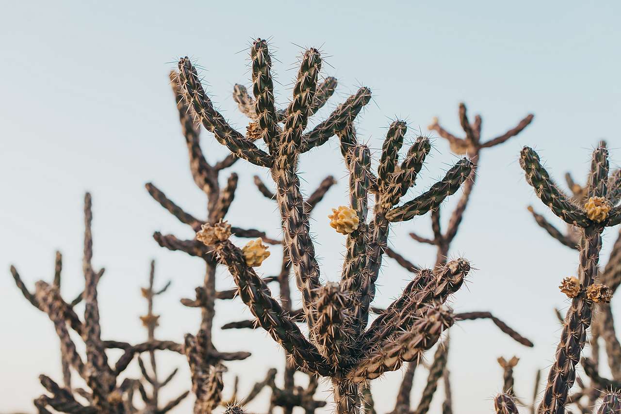 Lots of cactus and desert beauty.