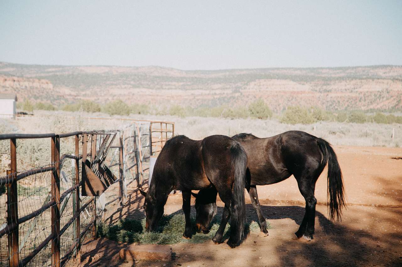 Photo 1 of 6 of Coral Pink Ranch Cowboy Camp