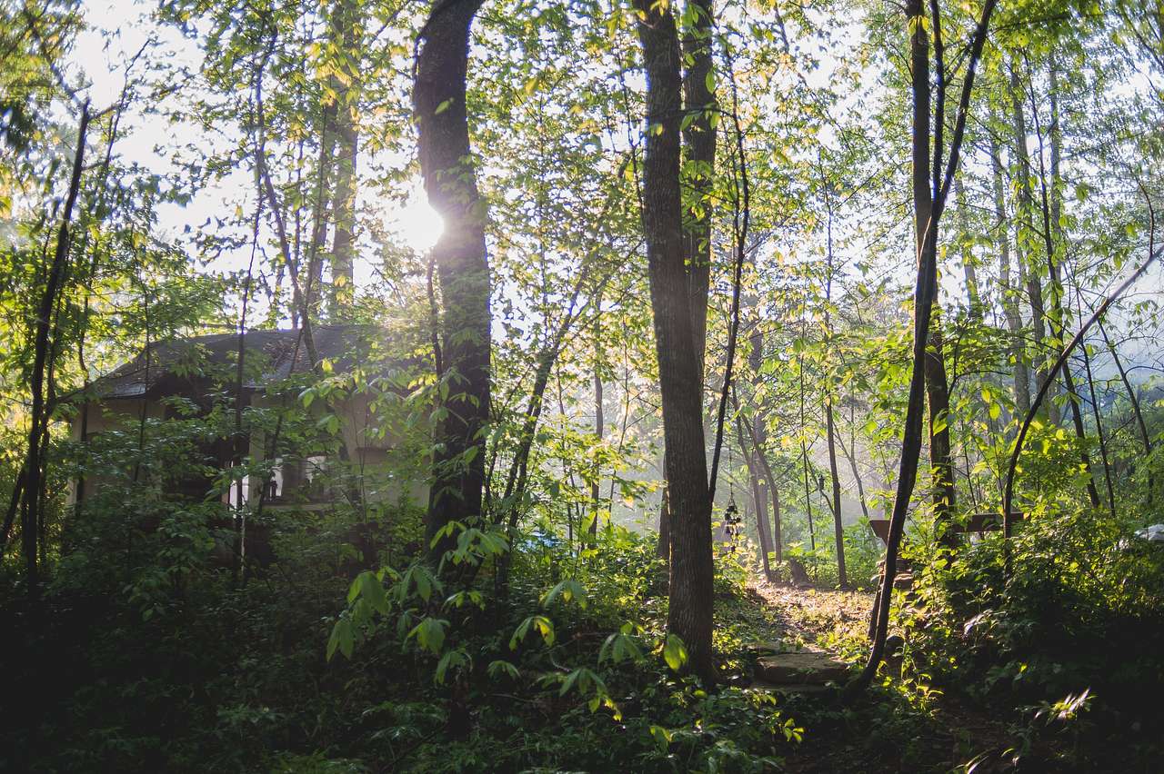 Picture of the site