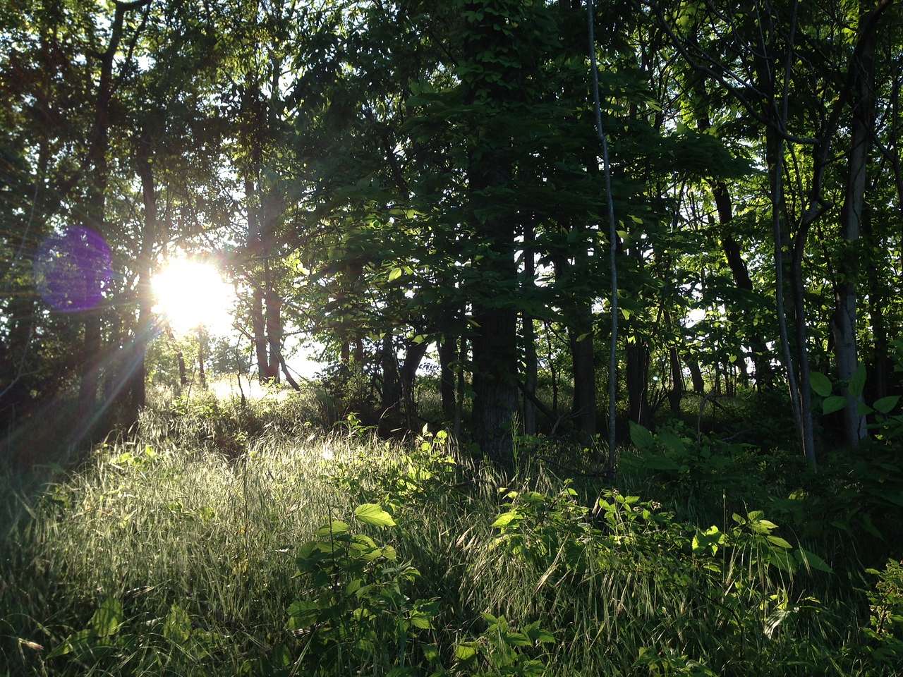 Picture of the site