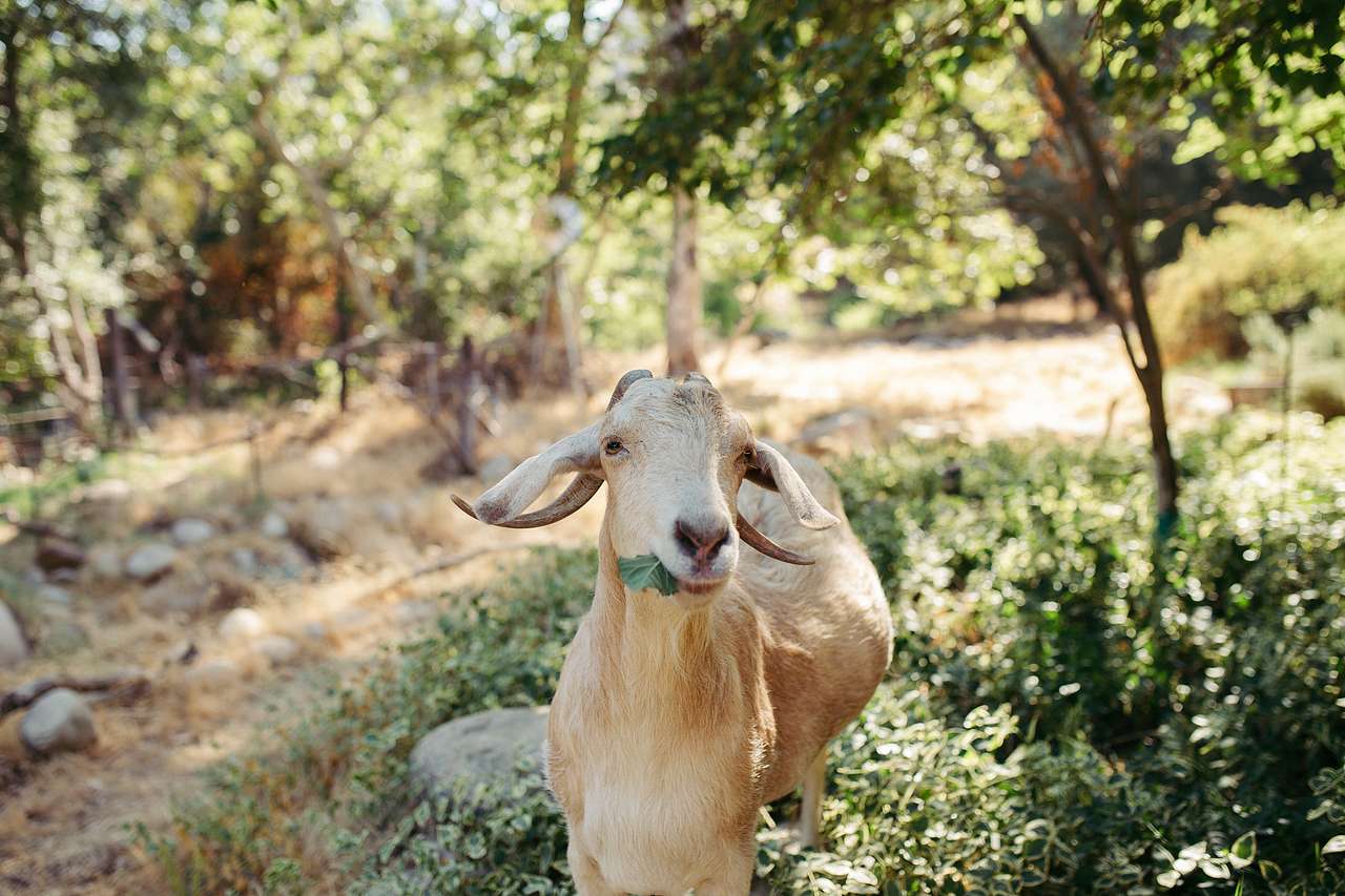 One of the three (very) friendly goats on the property munching away.
