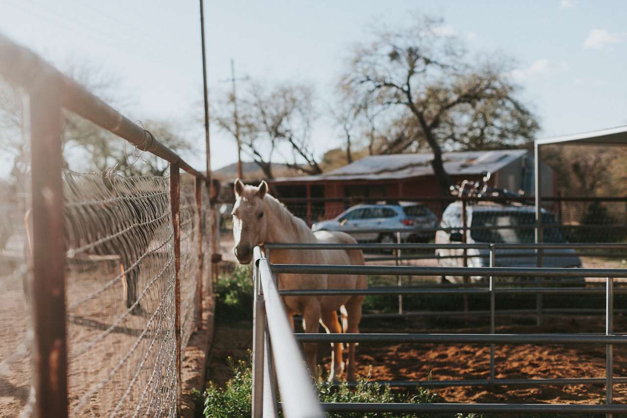 Horses on the property