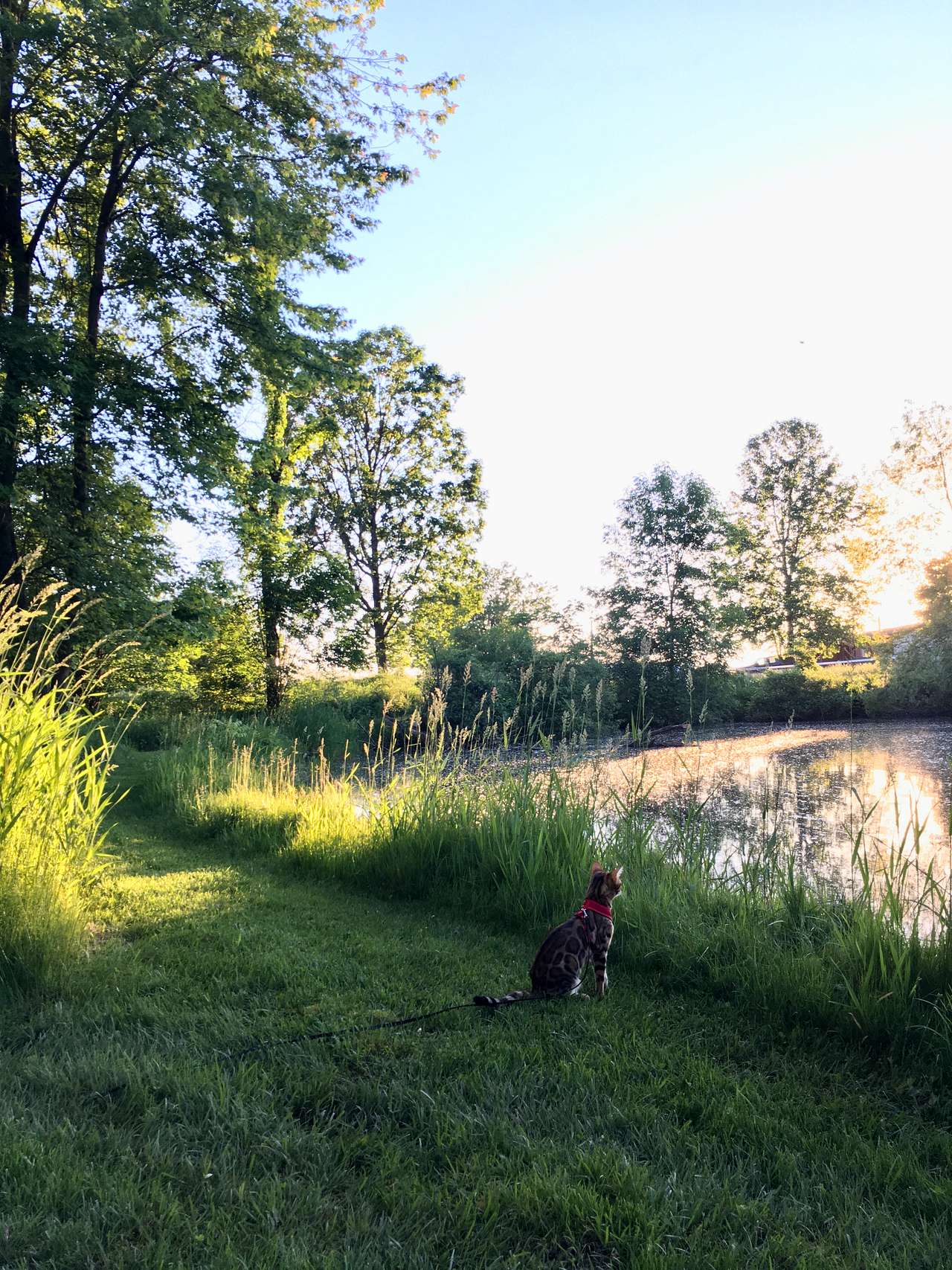 View pets photos of Songdog Meadows