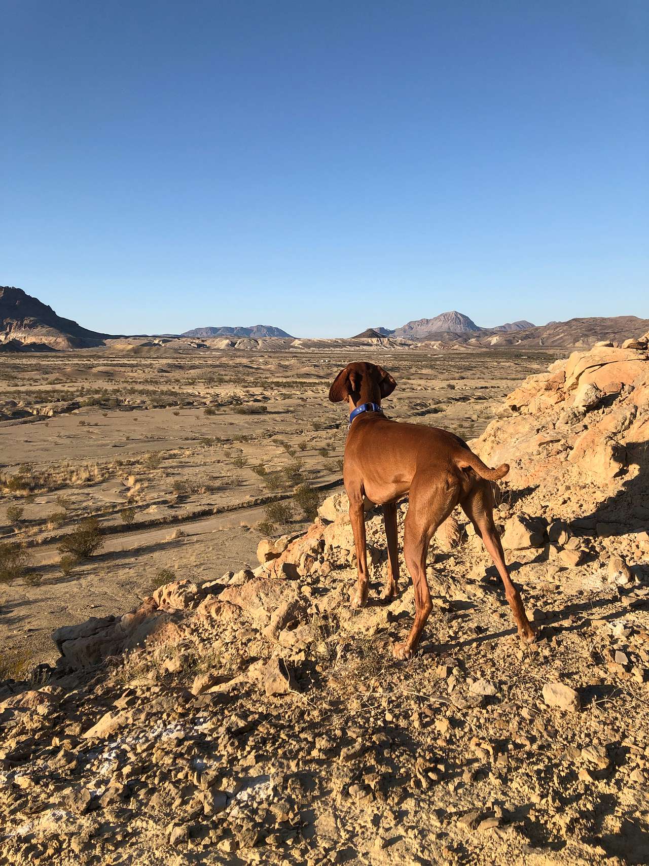 View pets photos of Goat Pens, Cigar Springs Ranch