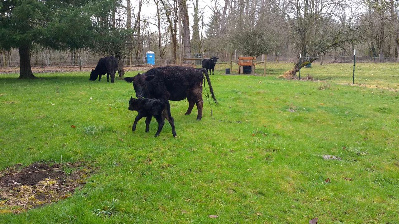 View pets photos of Molalla Ripple
