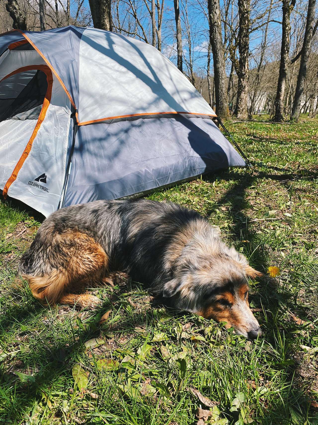 View pets photos of Austin Dam Memorial Park