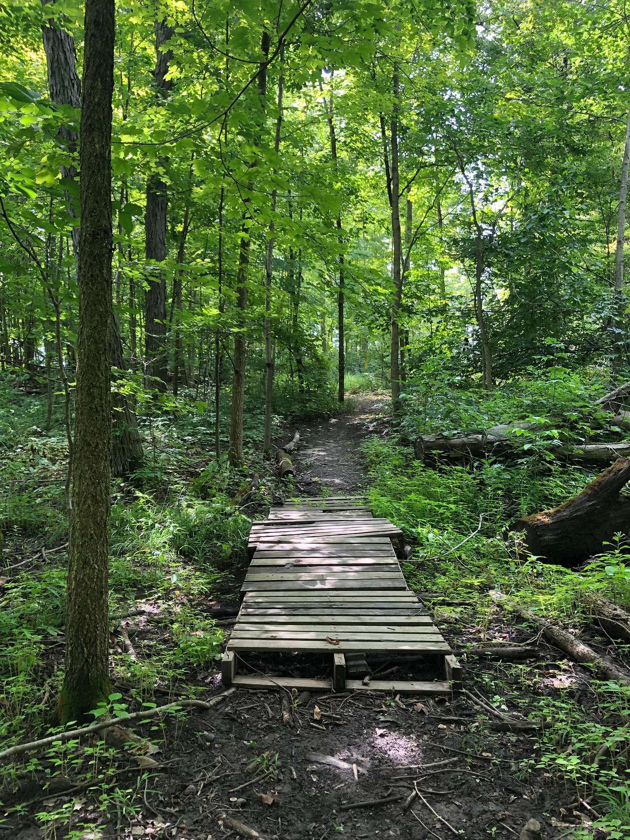 Picture of the site