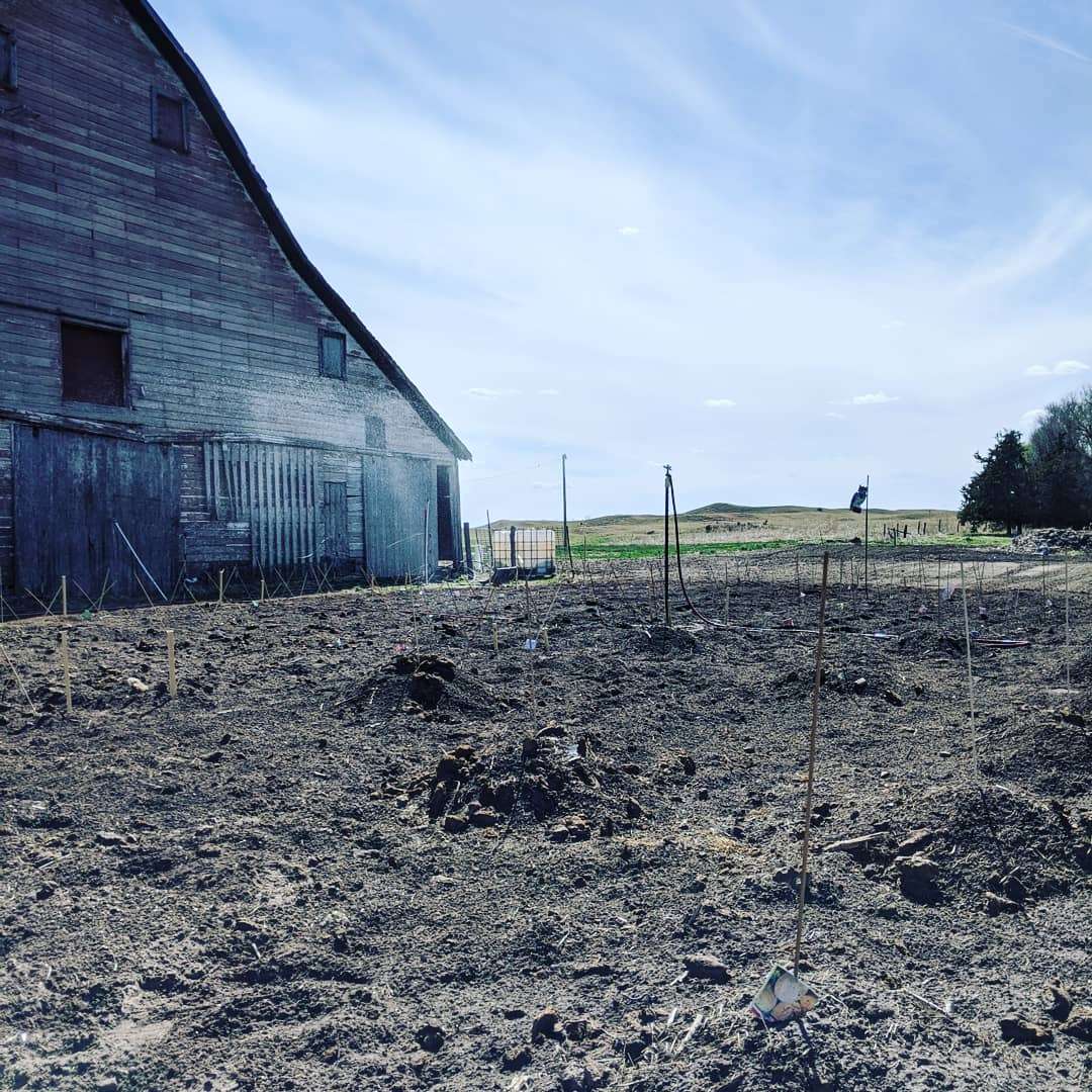 Our market garden .