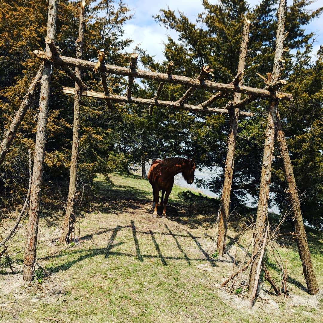 Rico our horse, can be seen roaming the ranch. He pretty much owns the place 😂