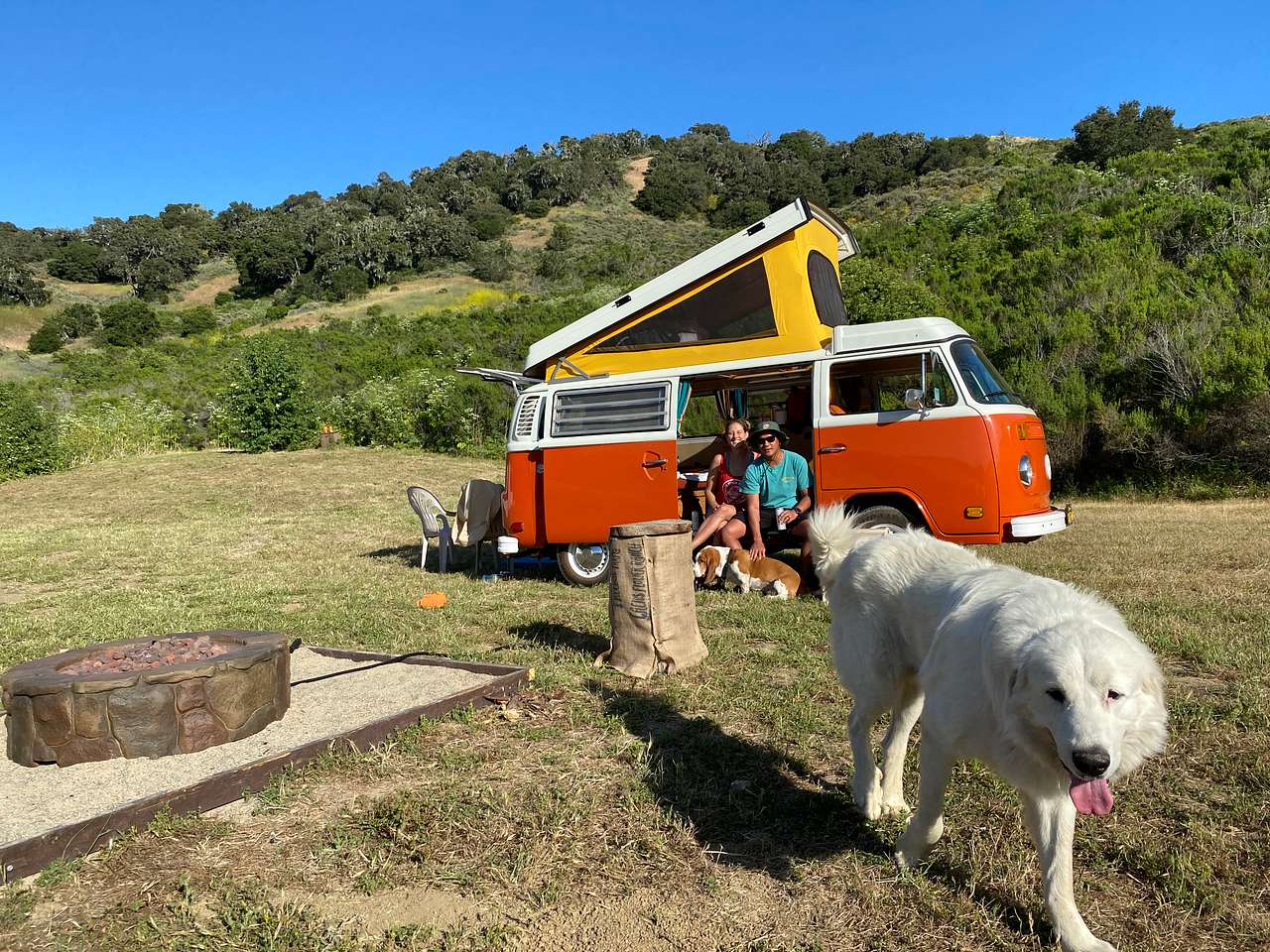 View pets photos of Freedog Farms @ Cactus Flower Ranch