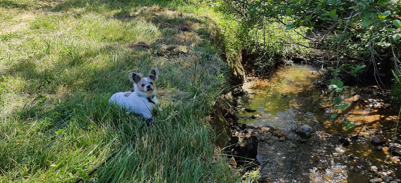 View pets photos of Rocky Run Farm Sharesites