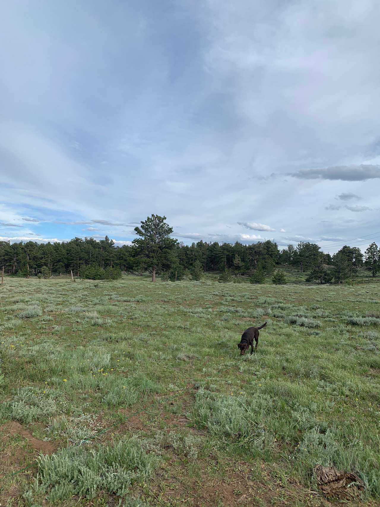 View pets photos of Camp Rendezvous