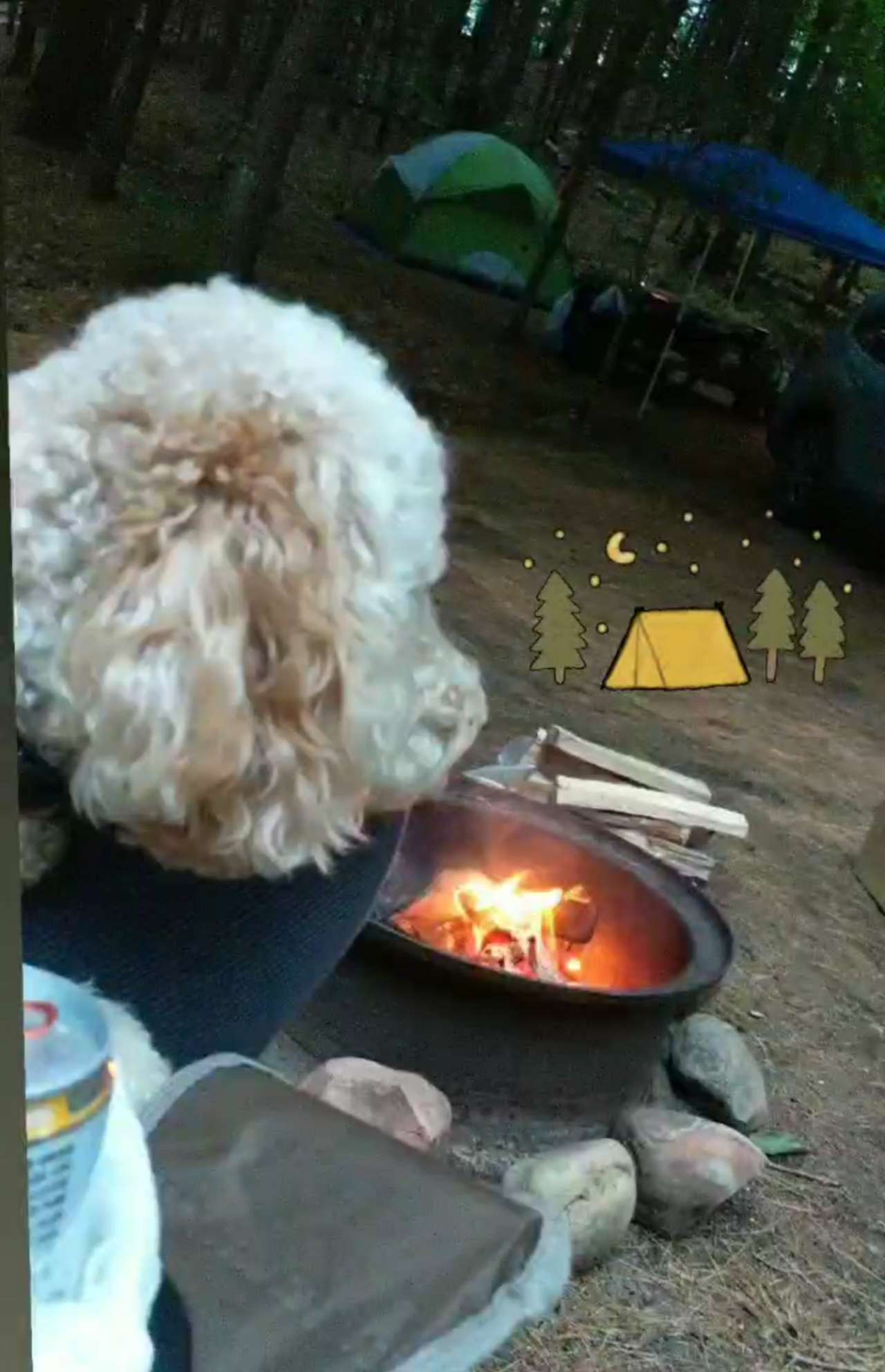 Dog friendly! 