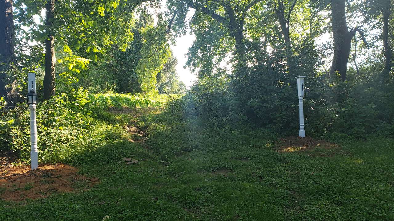 Picture of the site