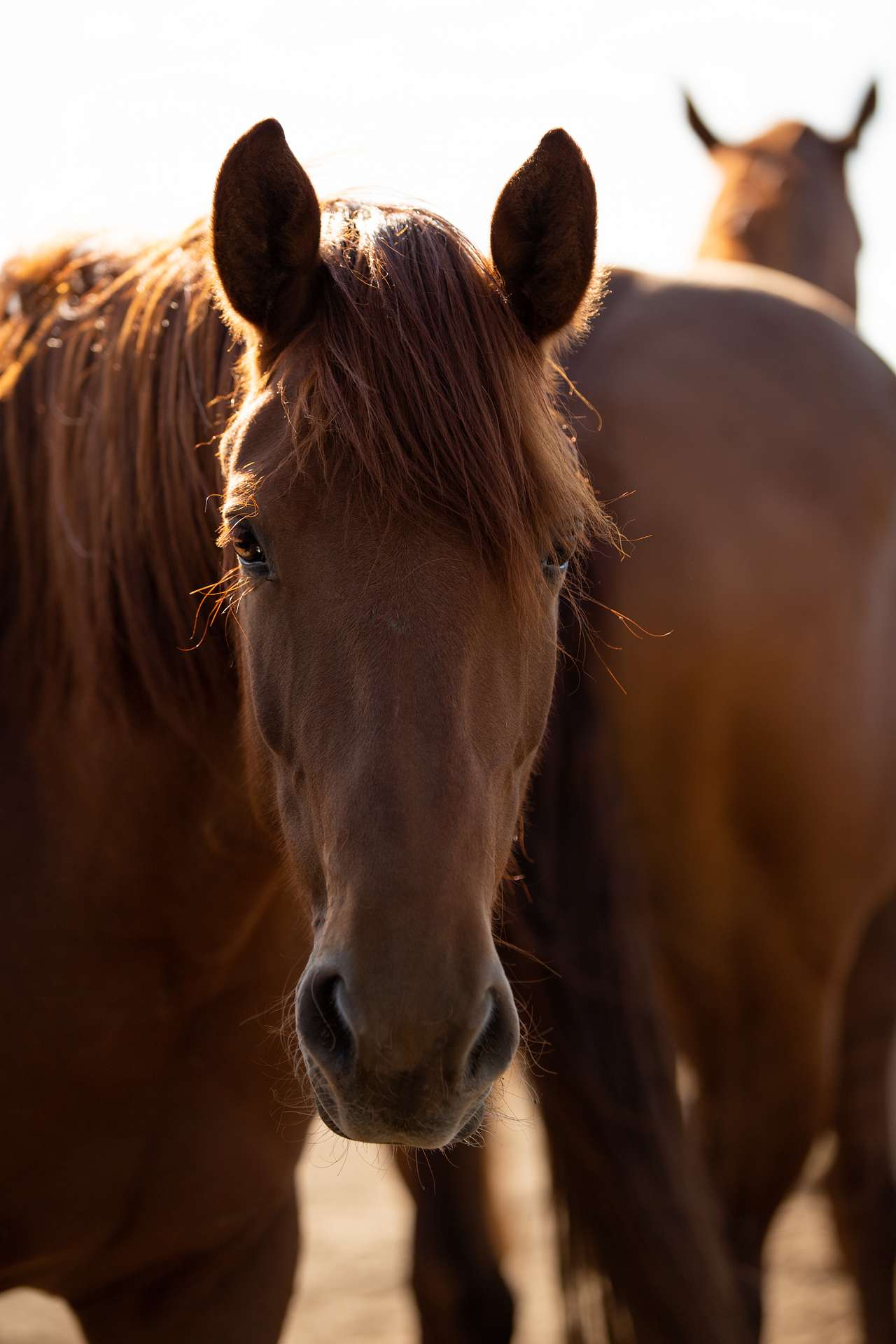 Photo 1 of 6 of Silent "P" Ranch