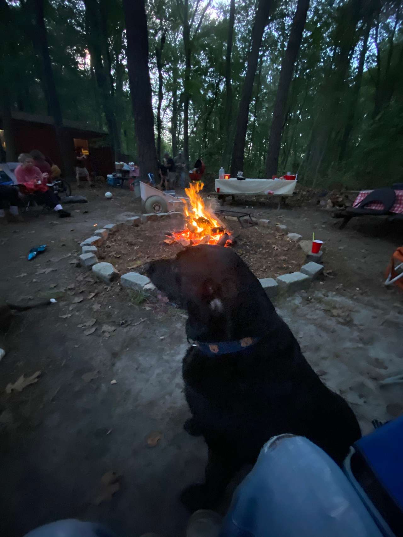 View pets photos of Great Times Camp Ground