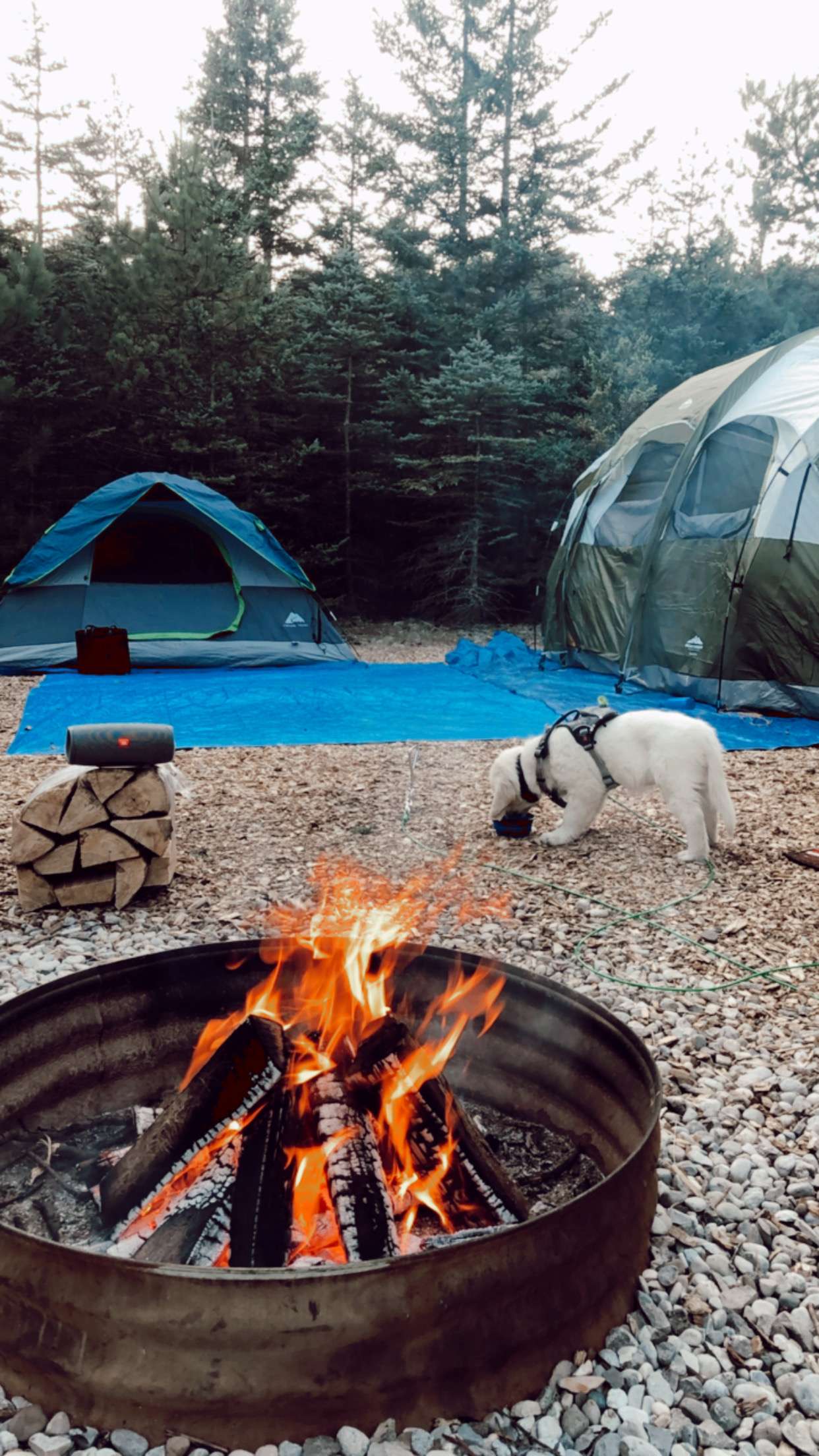 View pets photos of Jackson Station Leelanau