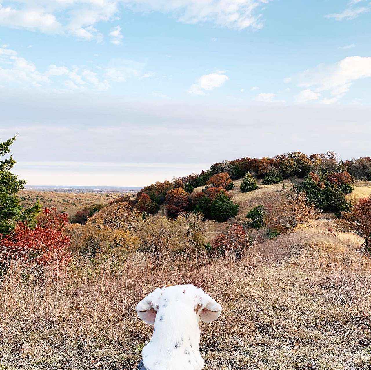 View pets photos of 4R Ranch Winery Campsite