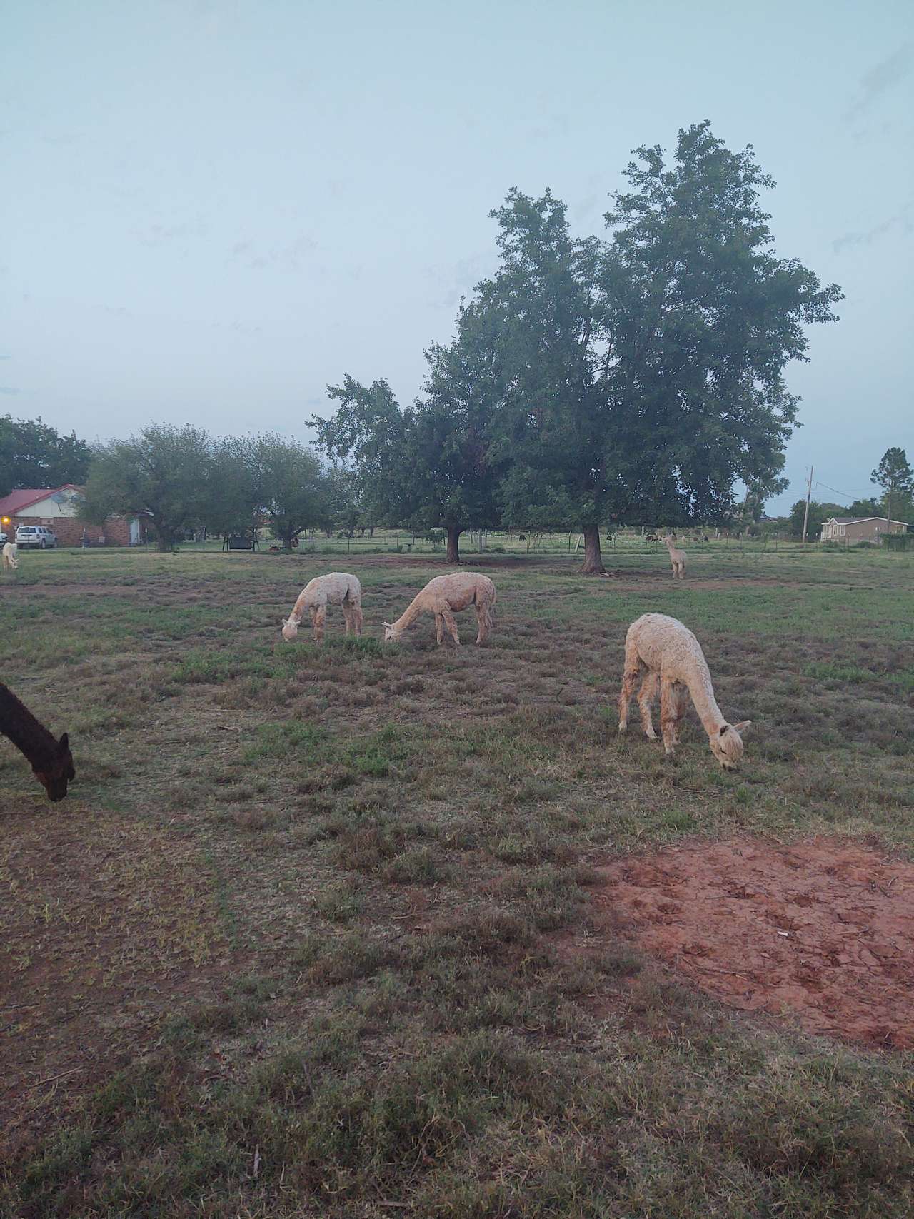 View more photos of alpaca camping