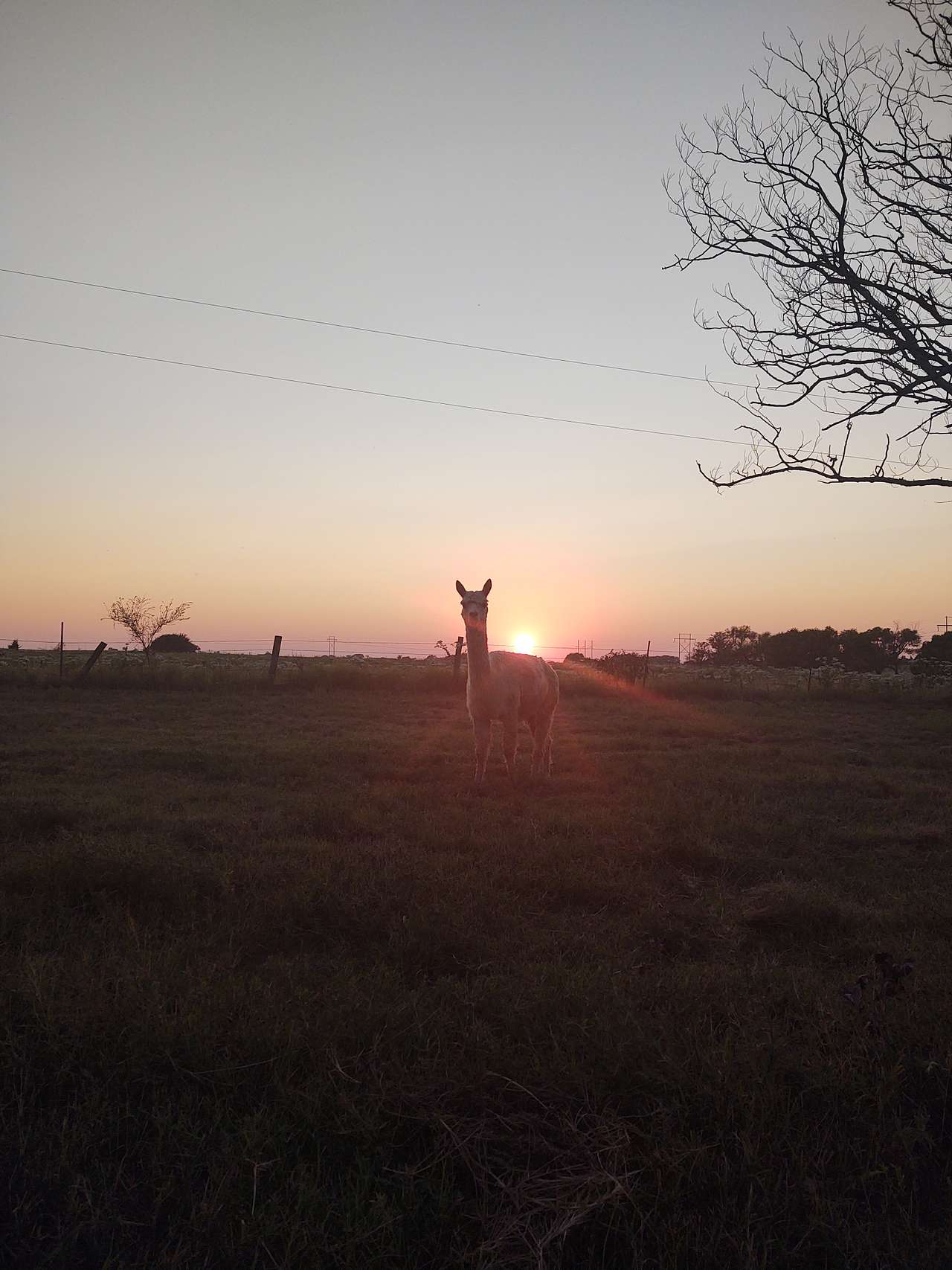 View more photos of alpaca camping