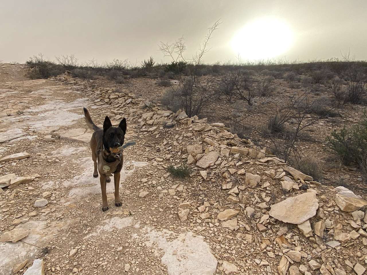 View pets photos of Tierra del Sol Basecamp
