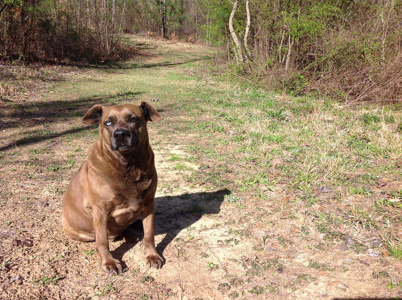 This is Sky. The pound gave her that name because of her blue eye. She is not blind. She'll greet you upon arrival and probably check on you throughout your stay. 