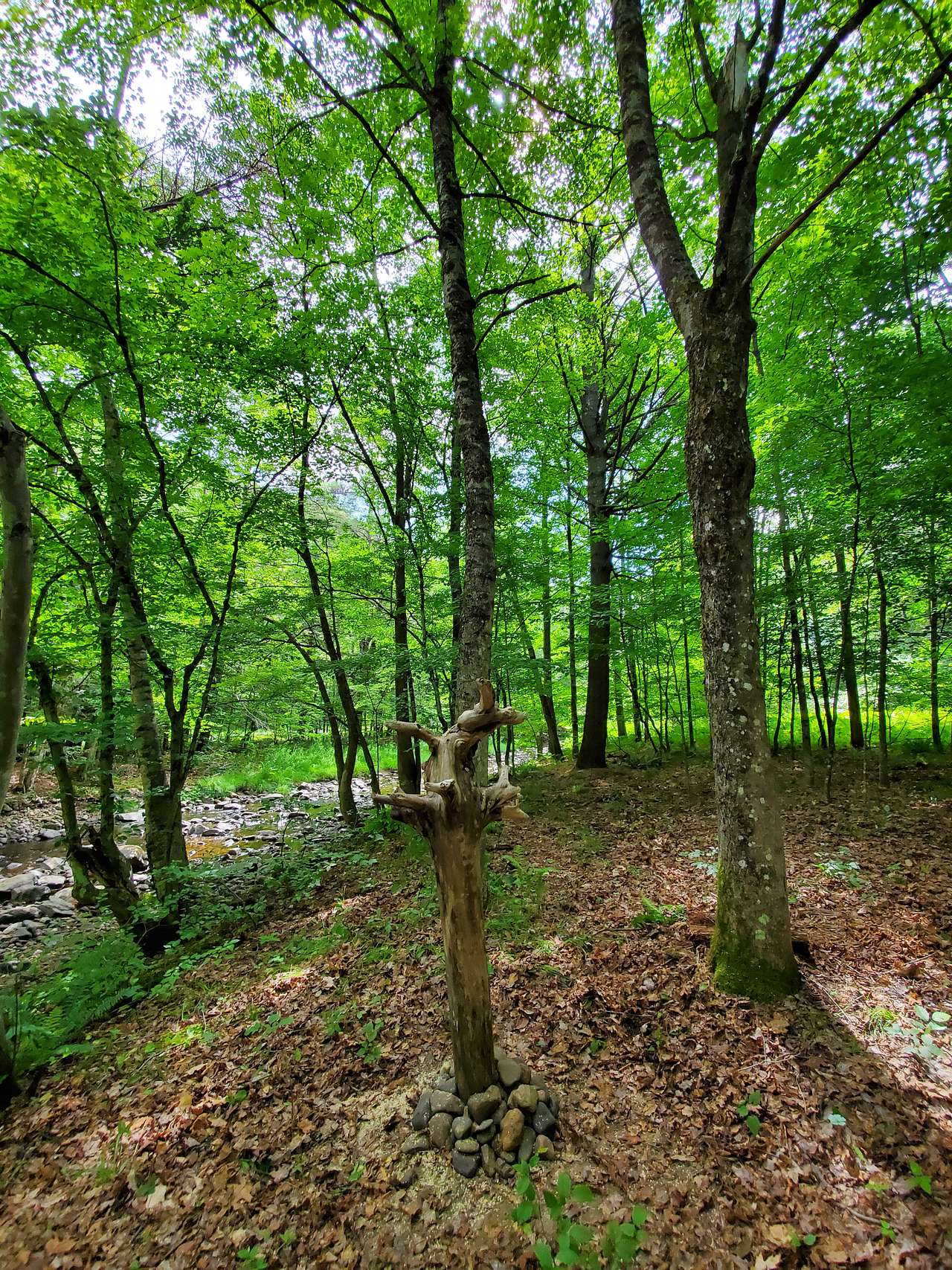 Picture of the site
