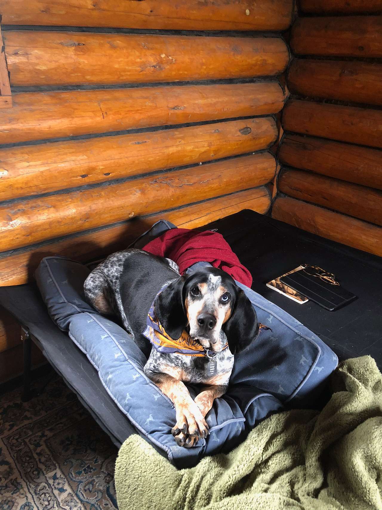View pets photos of Yellowstone City Guest Ranch
