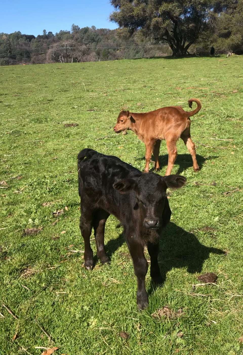 Two newborns  red and black Angus, raise on fresh milk from there mommas 