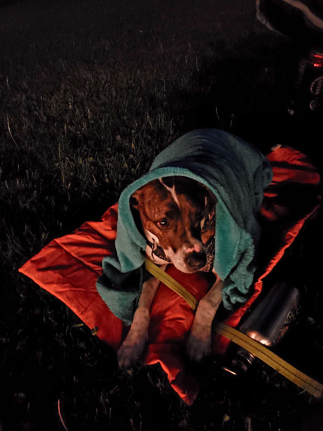 View pets photos of Wilderness Adventure