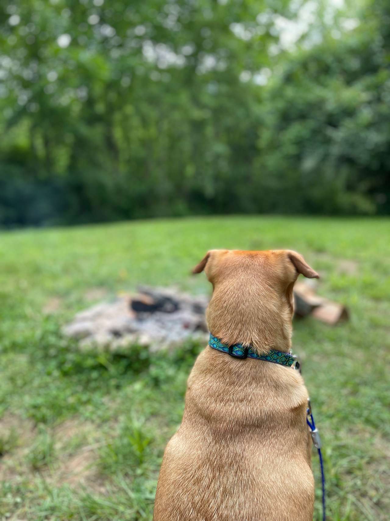View pets photos of Away at Green Hill