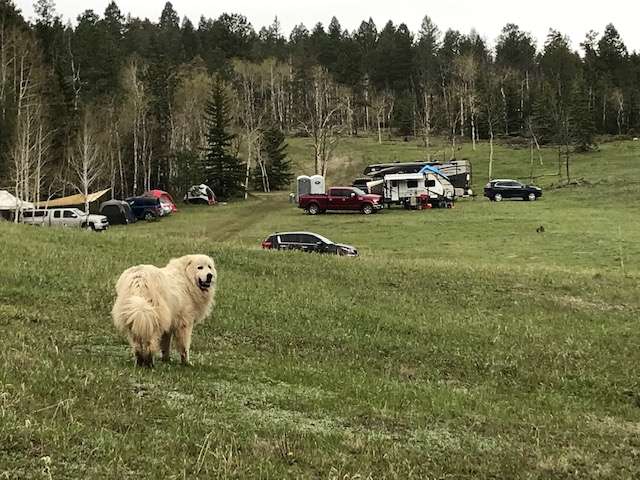 Bailey surveying campers.