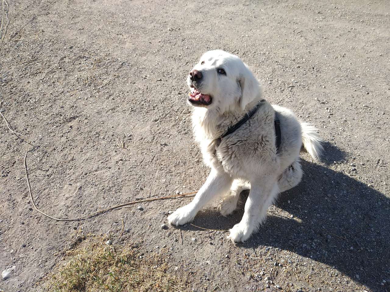 Awesome pup