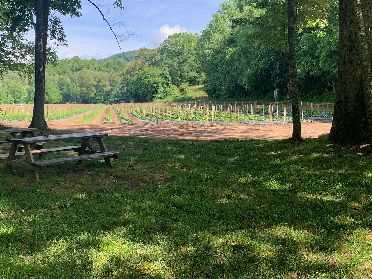 Picture of the site