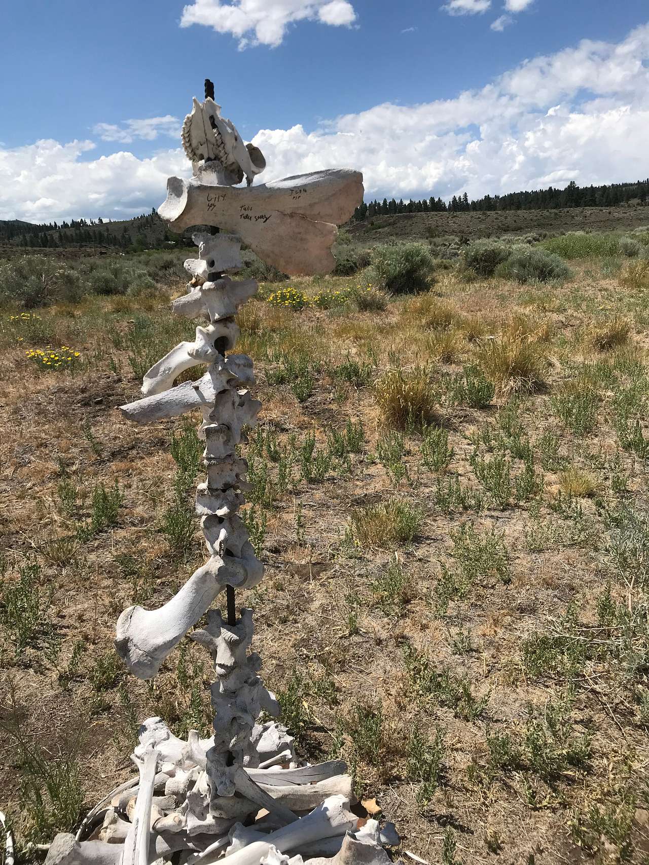 Picture of the site