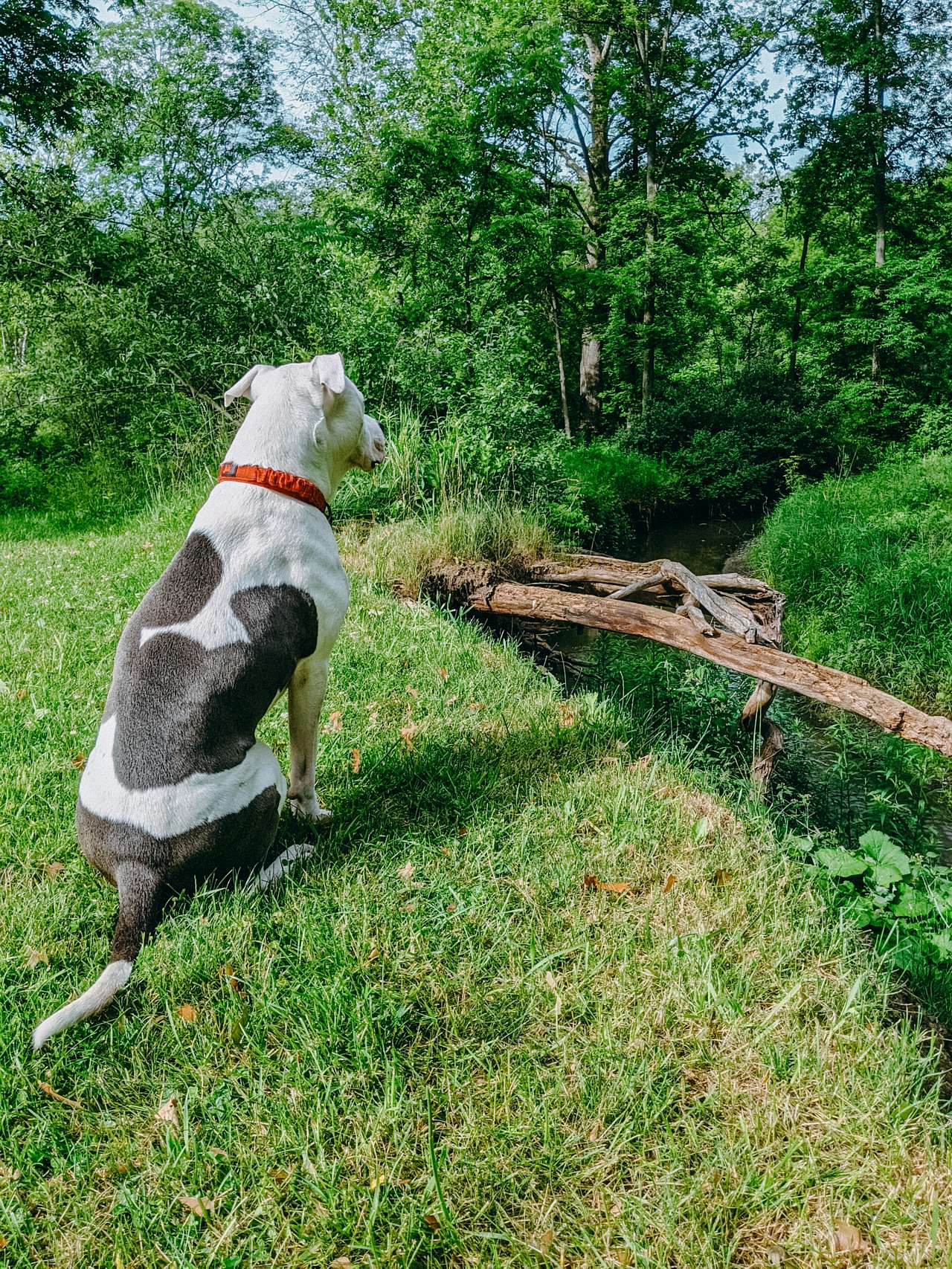 View pets photos of Peaceful Private Campground