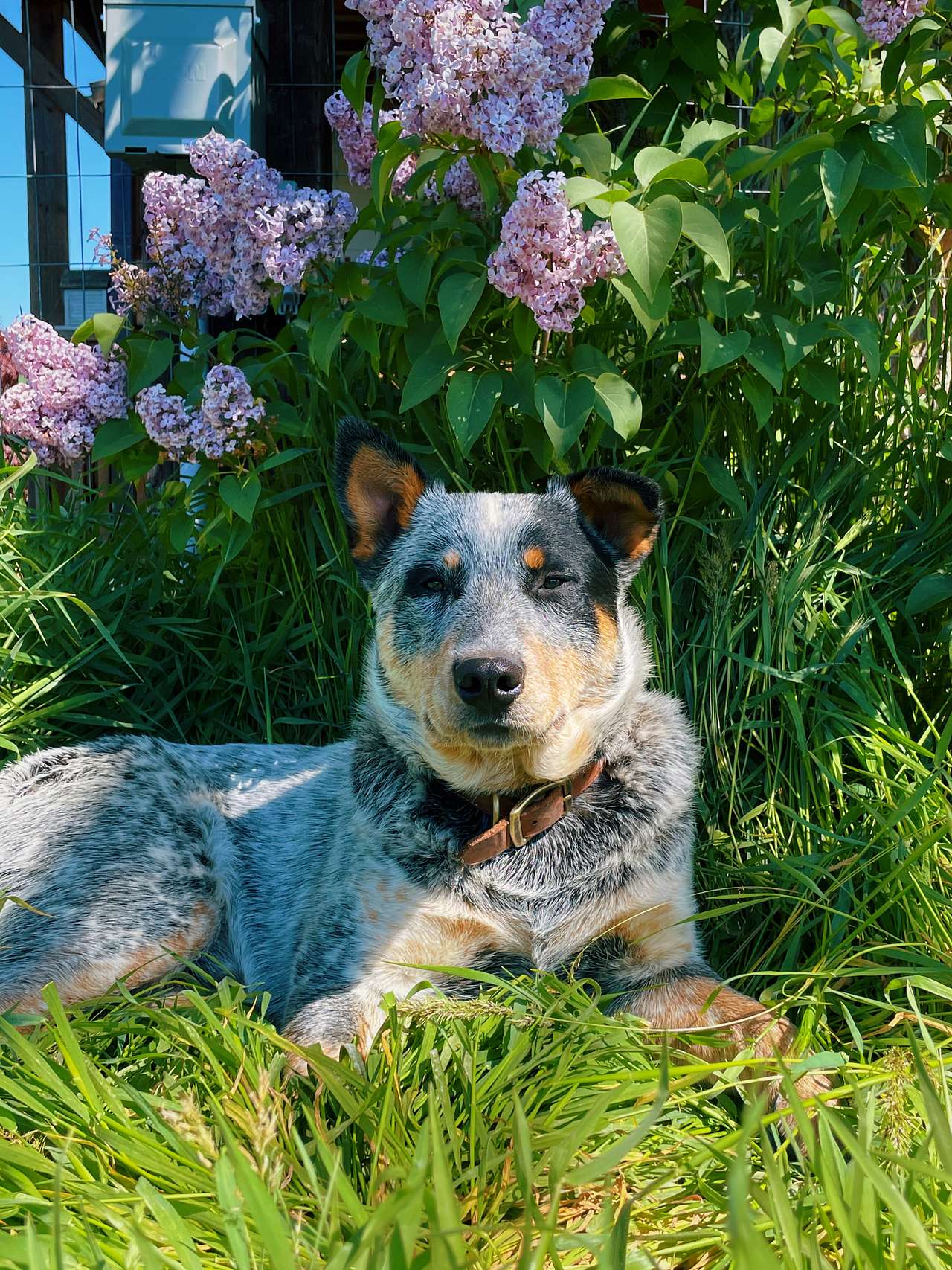 View pets photos of Roots Rise Family Farm