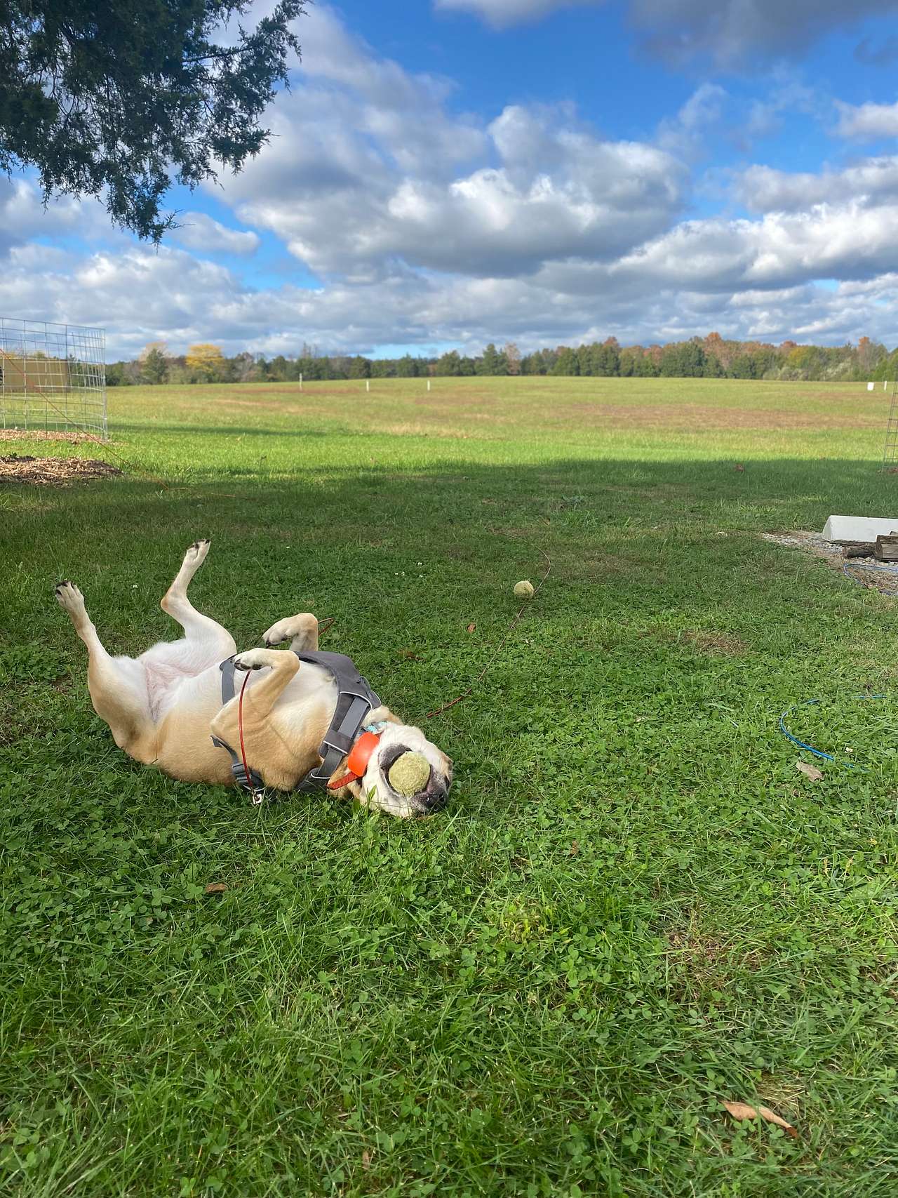 View pets photos of Cinco de Mayo Campground