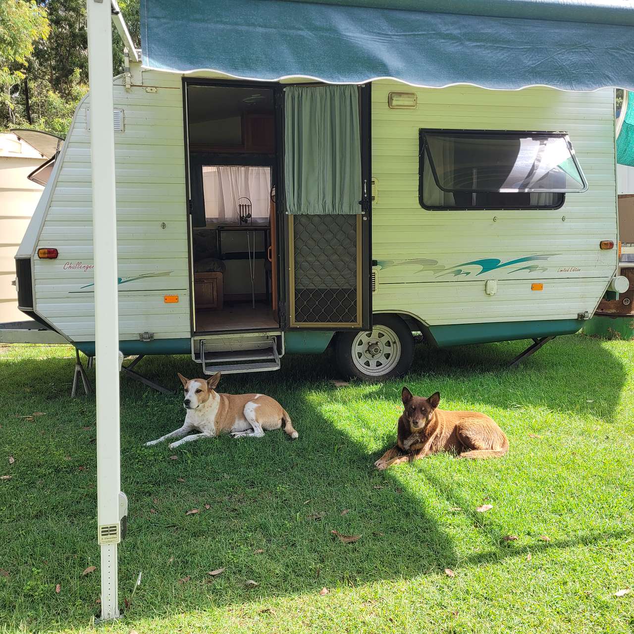 Betty welcomes friendly doggos!